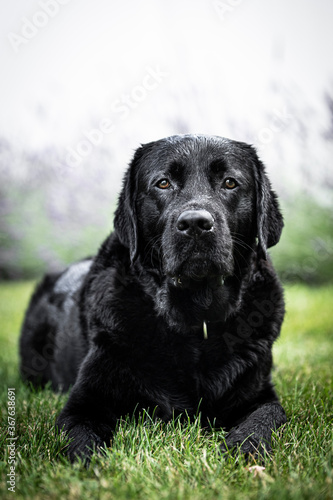 Fototapeta Naklejka Na Ścianę i Meble -  black labrador retriever