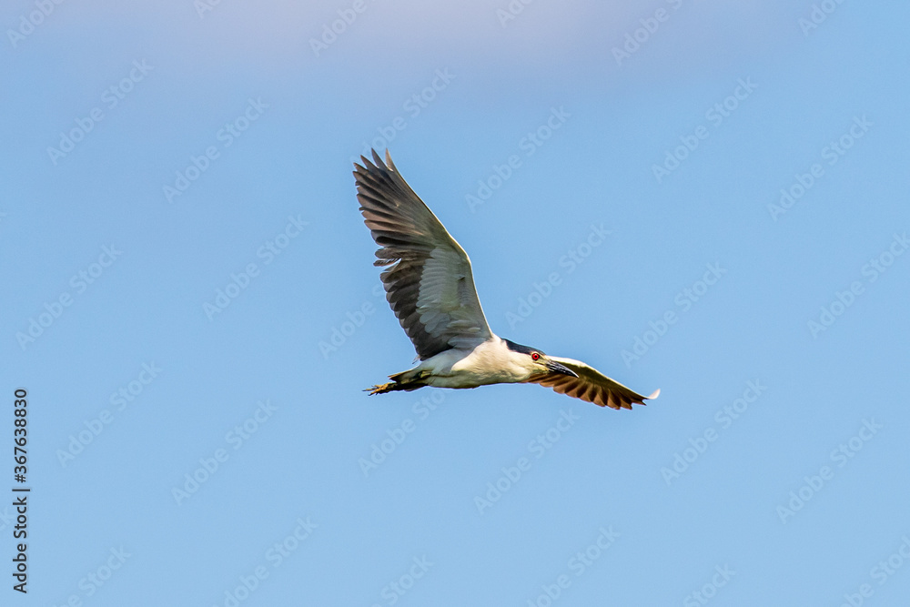 Obraz premium black crowned night heron