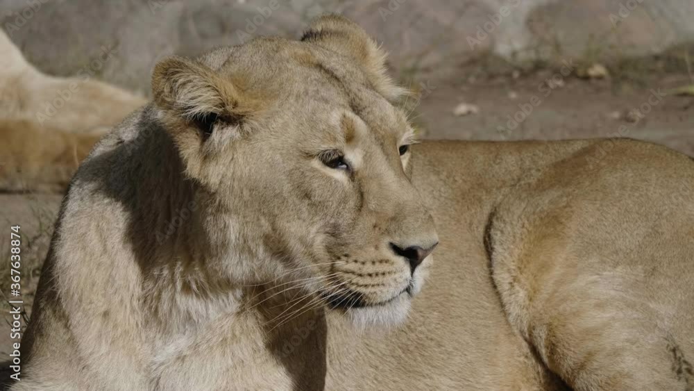 Portrait lioness basking in the warm sun after dinner. Portrait lioness basking in the warm sun after dinner.