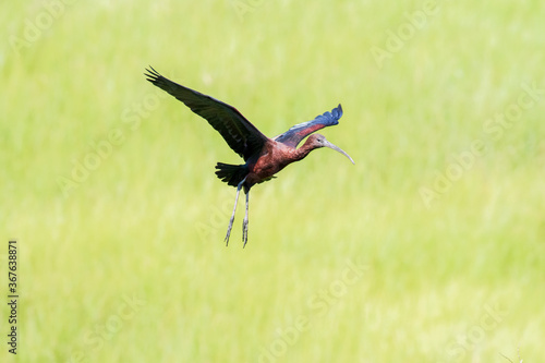 glossy ibis in flight