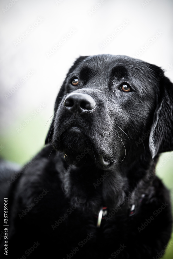 black labrador retriever black labrador retriever