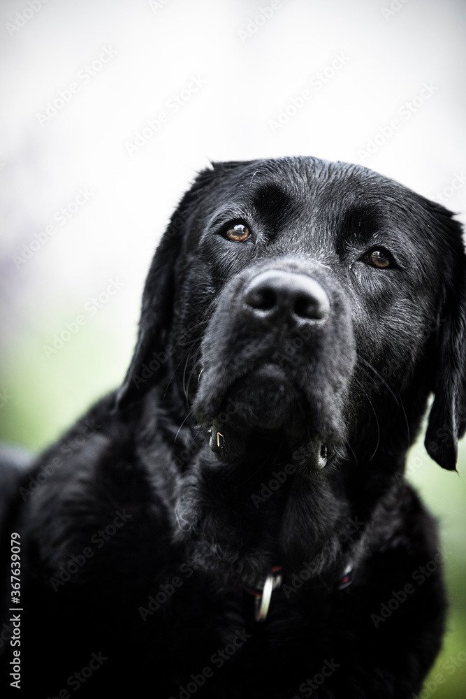 black labrador retriever black labrador retriever