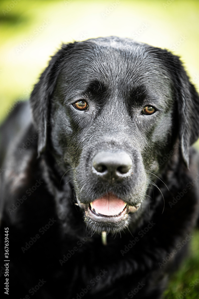 black labrador retriever