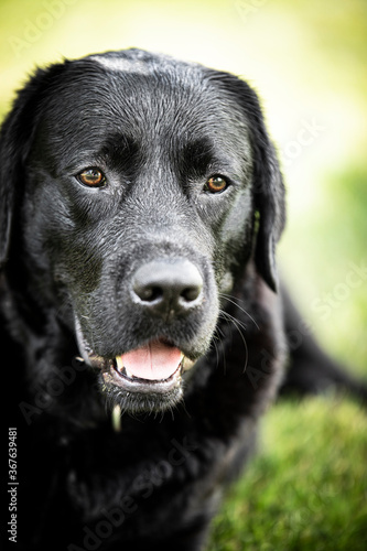 black labrador retriever