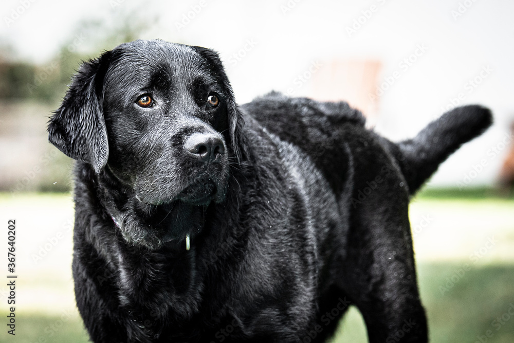 Fototapeta premium black labrador retriever
