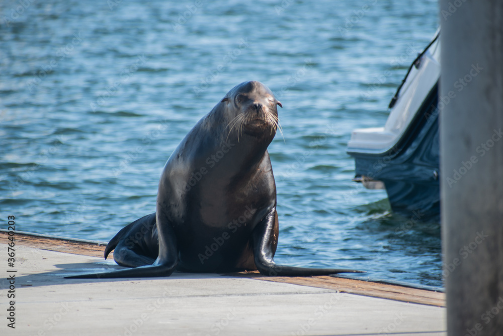 Fototapeta premium Sea lion enjoys the summer in Marina del Rey, CA