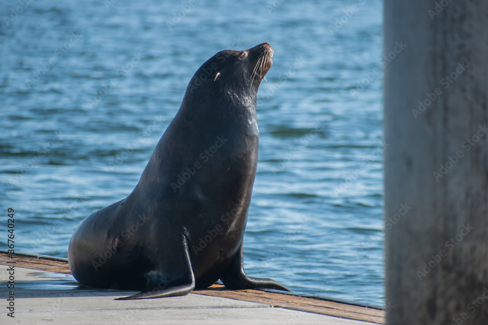 Fototapeta premium Sea lion enjoys the summer in Marina del Rey, CA