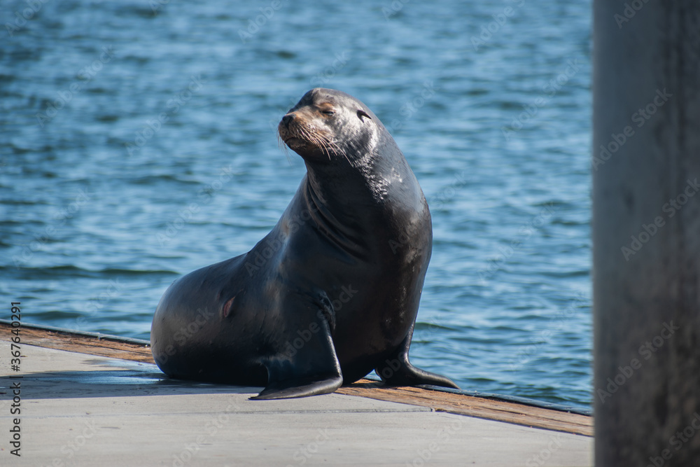 Fototapeta premium Sea lion enjoys the summer in Marina del Rey, CA