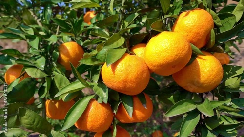 Close-up of fresh ripe mandarin oranges in the orchard