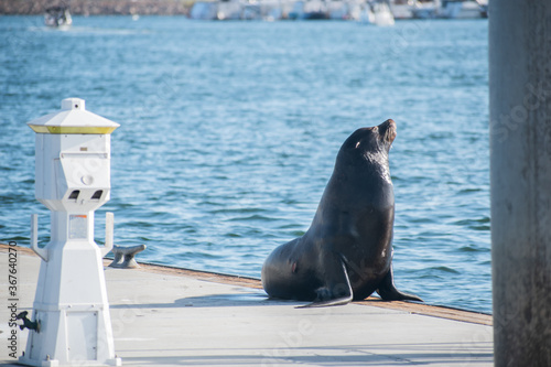 Sea lion enjoys the summer in Marina del Rey  CA