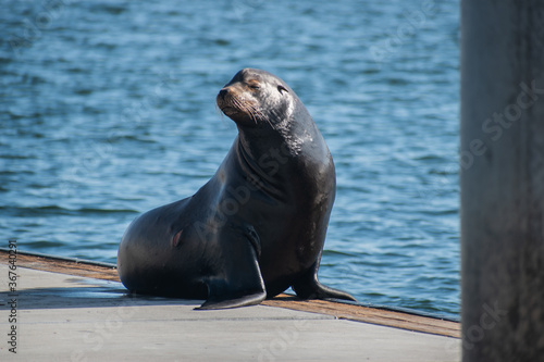 Sea lion enjoys the summer in Marina del Rey, CA