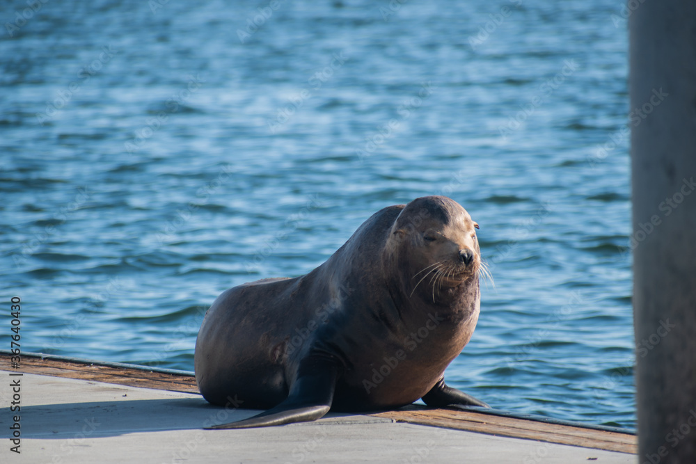 Fototapeta premium Sea lion enjoys the summer in Marina del Rey, CA