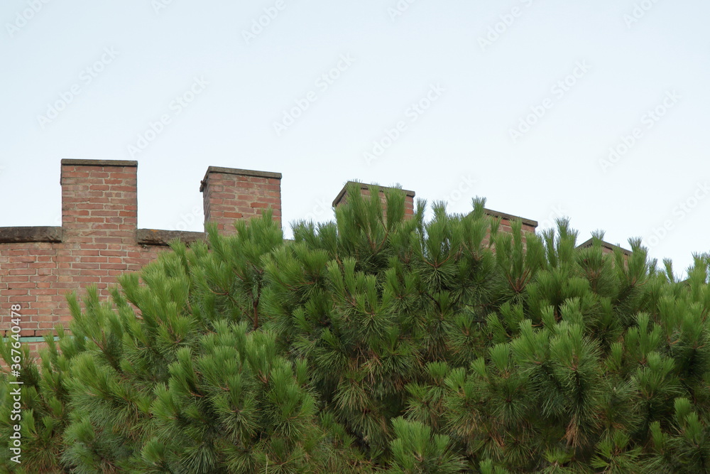 close-up of the blackbirds of a castle behind a maritime pine