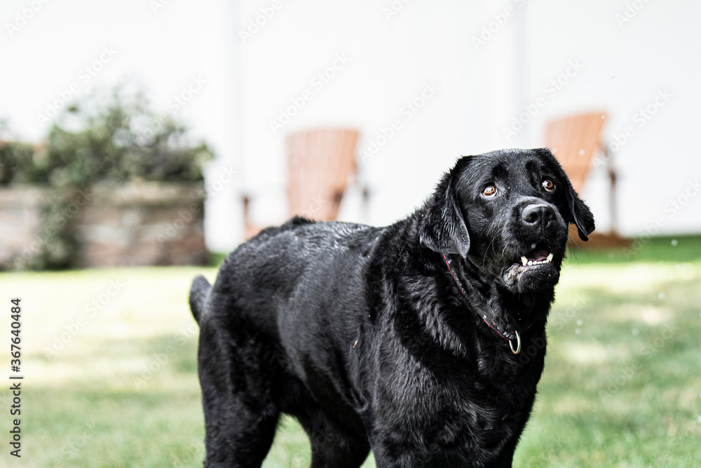 black labrador retriever black labrador retriever