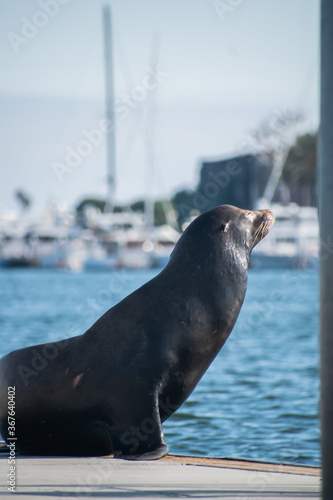 Sea lion enjoys the summer in Marina del Rey, CA