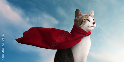 cute super hero cat with his red cape watching the horizon - blue sky background © Jess rodriguez