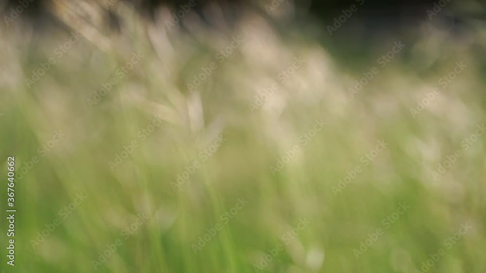 The grass swaying in the wind on sunny day The grass swaying in the wind on sunny day