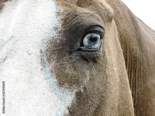 eye of a mustang horse