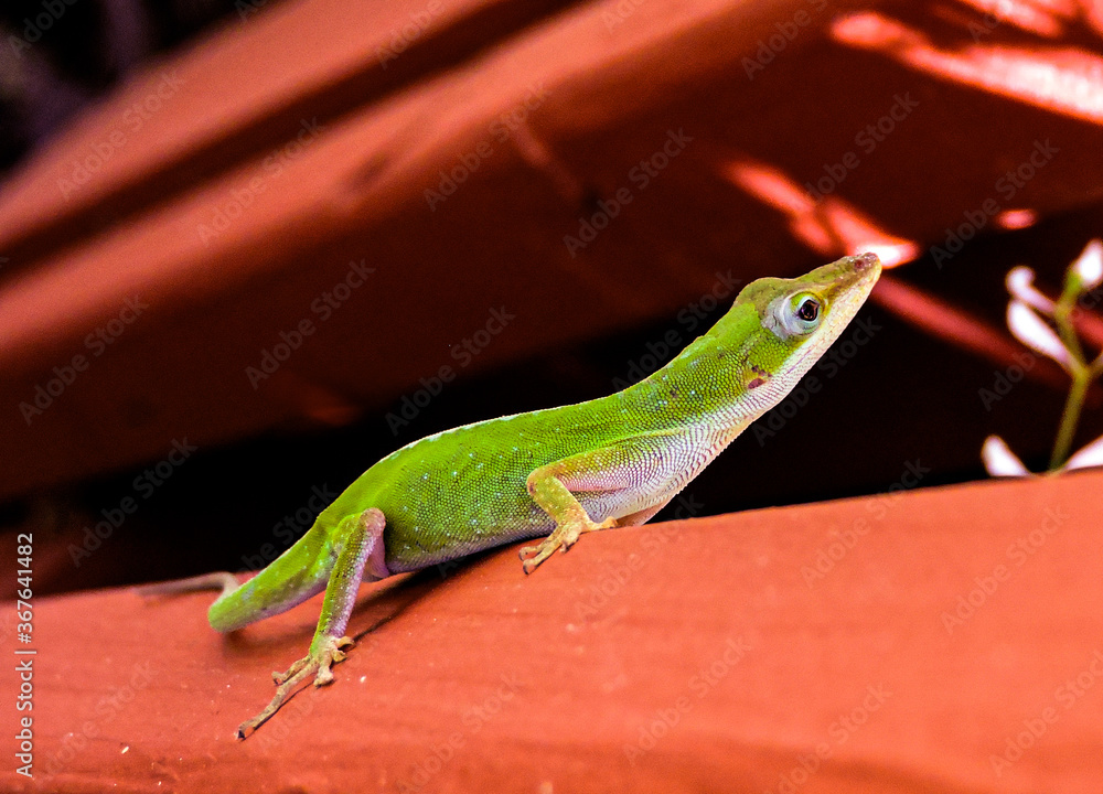 Fototapeta premium Green Anole