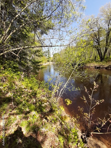 river in the forest