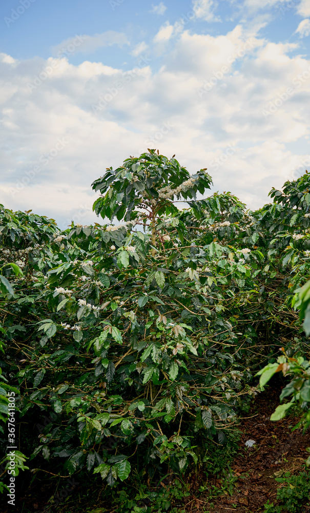 Coffee plants with green and ripe fruits. Pereira, Risaralda, Colombia. Located in the Coffee Cultural Landscape, High quality coffee area.