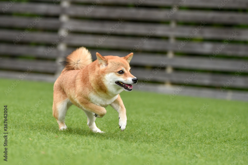 ドッグランで遊ぶ柴犬