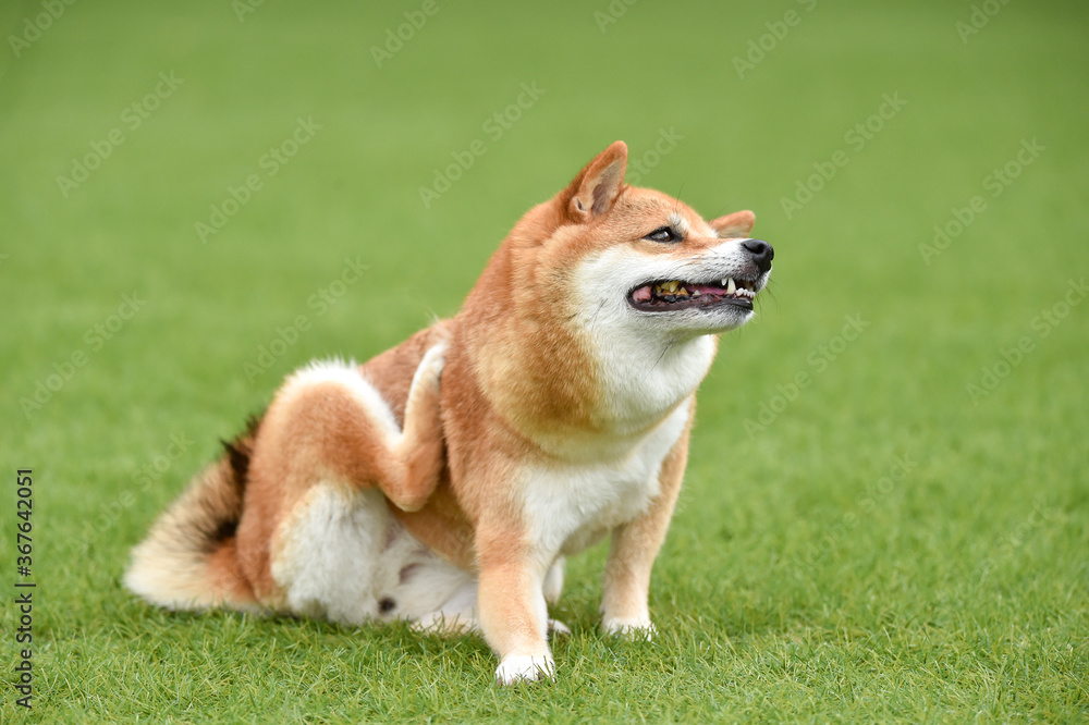 自分の身体を掻く柴犬 自分の身体を掻く柴犬