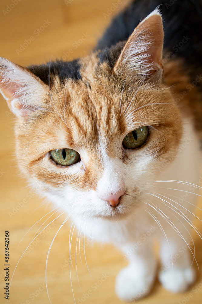 Sehr süße und schöne Katze - Tier Portrait 