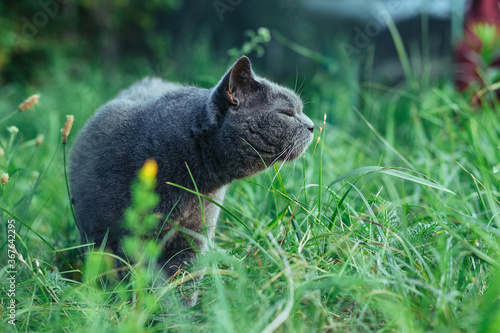 British shorthaired adult cat walks in the grass and pretty sniffs flower