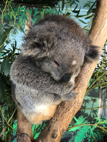 Cute koala sleeping on a branch