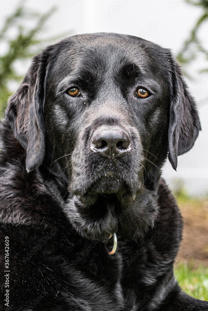 black labrador retriever