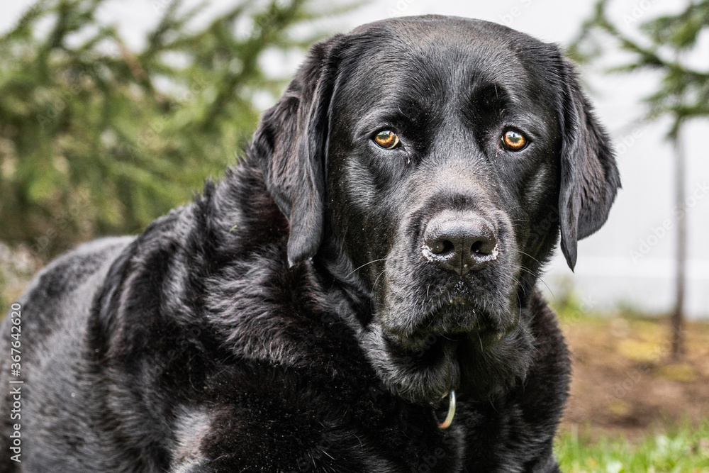 black labrador retriever