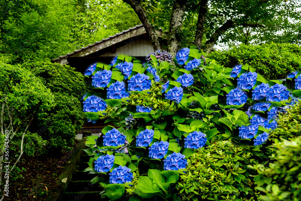 紫陽花 紫陽花