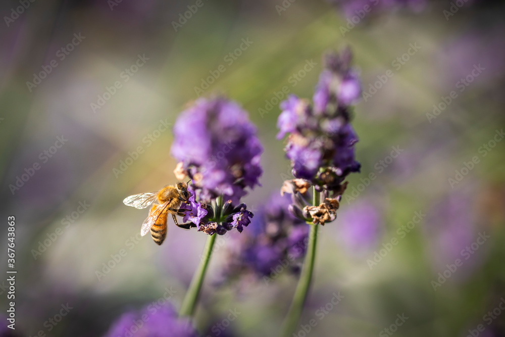 Honey bee on lavender Honey bee on lavender