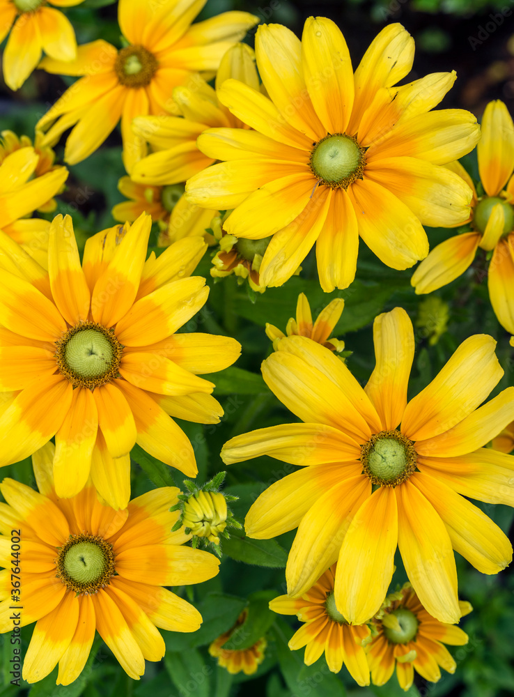 yellow, Diasy in garden yellow, Diasy in garden
