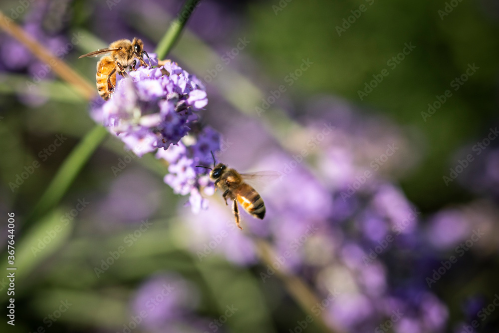 Honey bee on lavender Honey bee on lavender