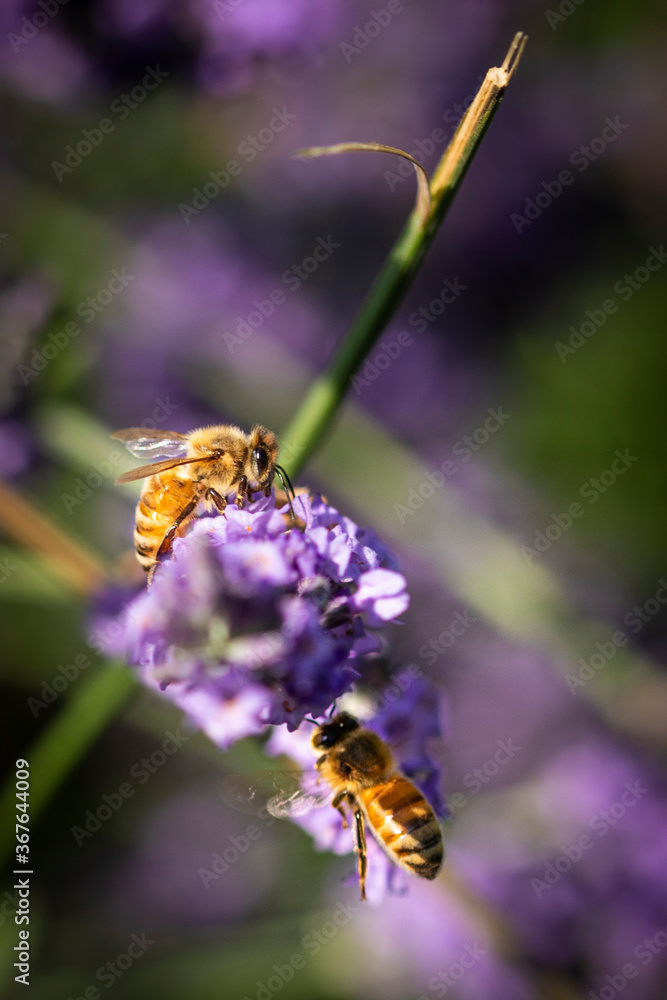 Fototapeta premium Honey bee on lavender