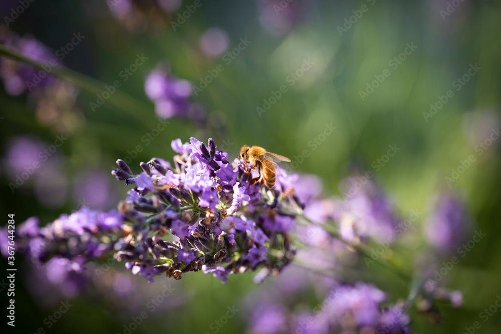Honey bee on lavender Honey bee on lavender
