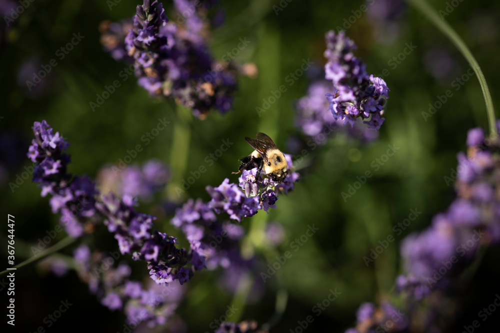 Honey bee on lavender Honey bee on lavender