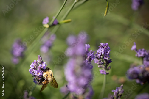 Honey bee on lavender