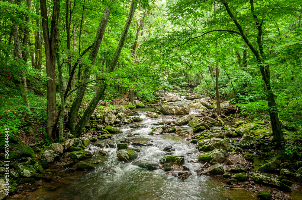 stream in the forest stream in the forest