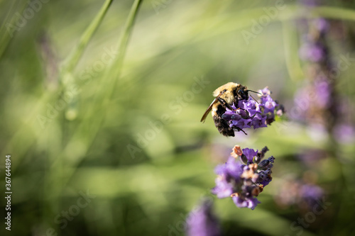 Honey bee on lavender © AGrandemange