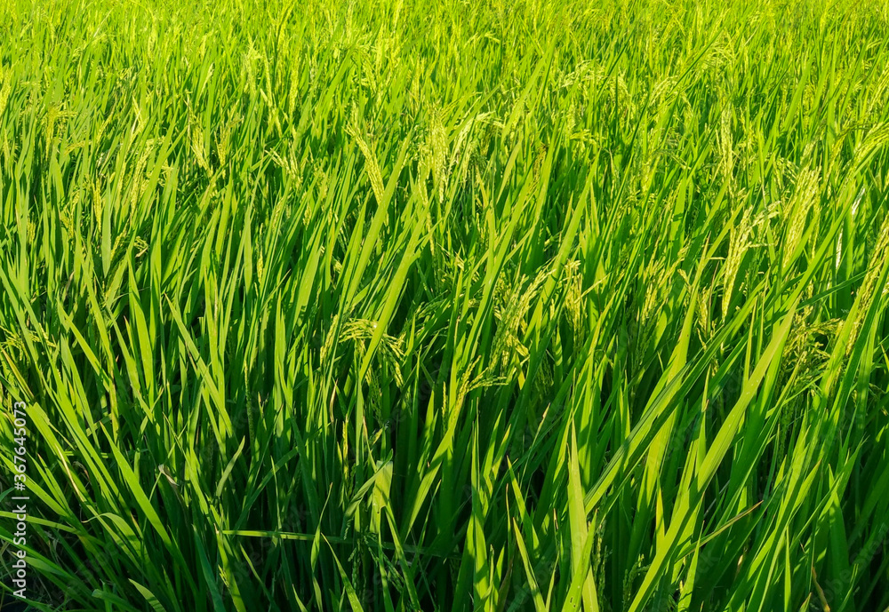 Fresh rice in the vast fields. Fresh rice in the vast fields.