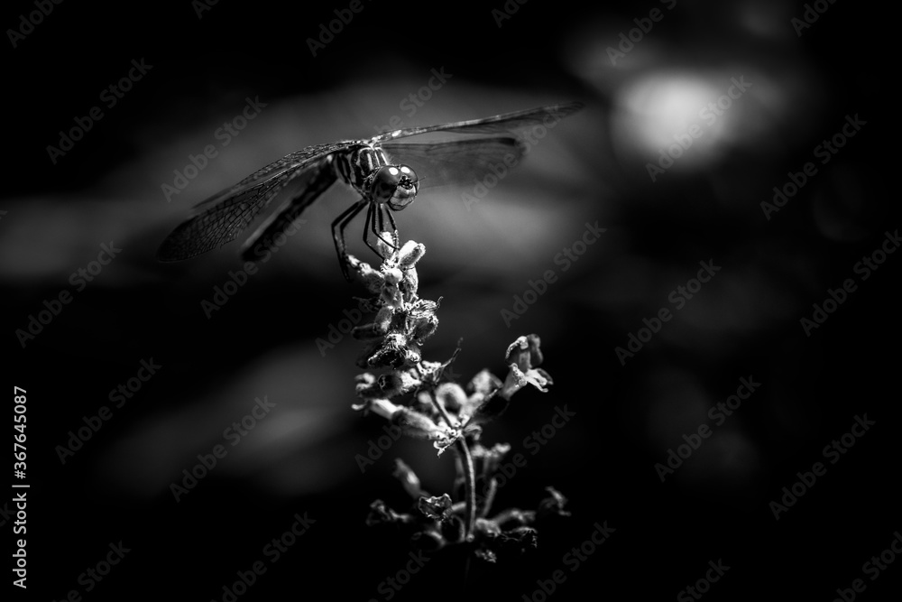 Fototapeta premium Dragonfly in black and white