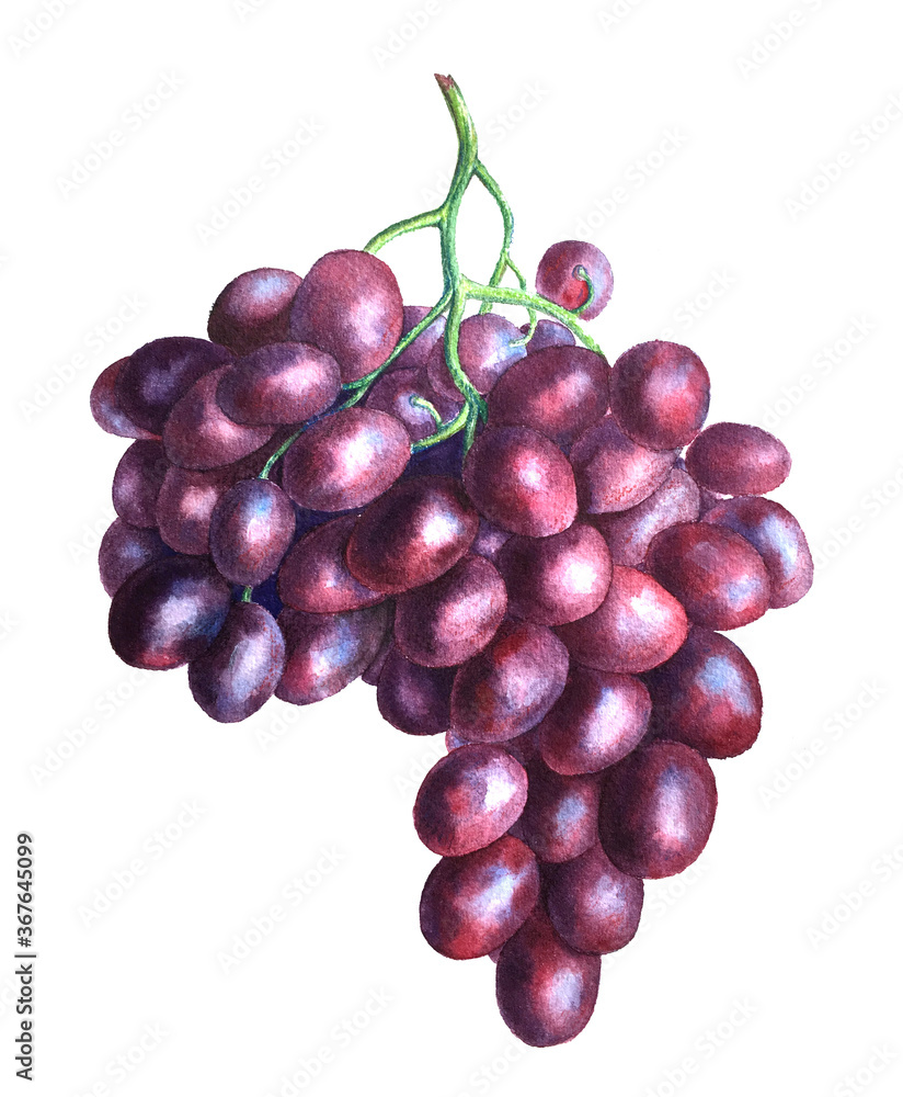 Fototapeta premium Vintage grape branch watercolor illustration isolated on a white background