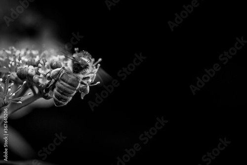 Black and white of Honey bee in hydrangea