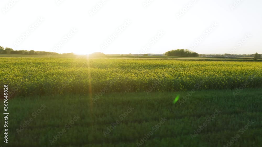 Sun Shining Over The Lush Rapeseed Farm In Croatia - panning shot Sun Shining Over The Lush Rapeseed Farm In Croatia - panning shot