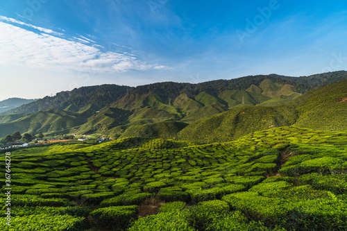 Panorama of valley tea plantations on a sunny morning in Cameron Highlands, Malaysia. Blue sky with clouds over the mountains. Game of shadows and sunlight on the mountain slopes. 