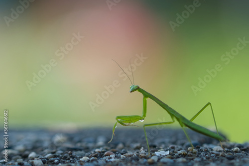 一匹のカマキリ