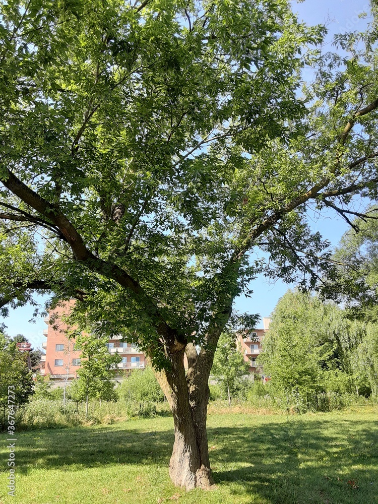 Fototapeta premium trees in the park